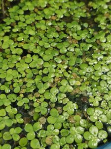 A thick layer of tiny green floating plants, likely Lemna minor or Spirodela polyrhiza, covers the pond surface. The shiny, round leaves sit close together, creating a bright, lively pattern at the Malabar Botanical Garden, Kozhikode.