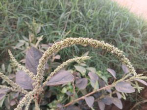 A close-up photograph of an arching plant stem covered with small, light green flowers. The stem is surrounded by broad, dark green leaves and is set against a backdrop of lush grass.