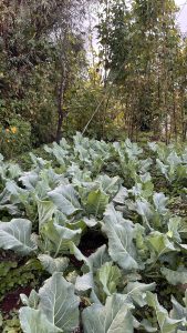 A lush garden filled with large, green cabbage leaves, peppered with droplets of water.