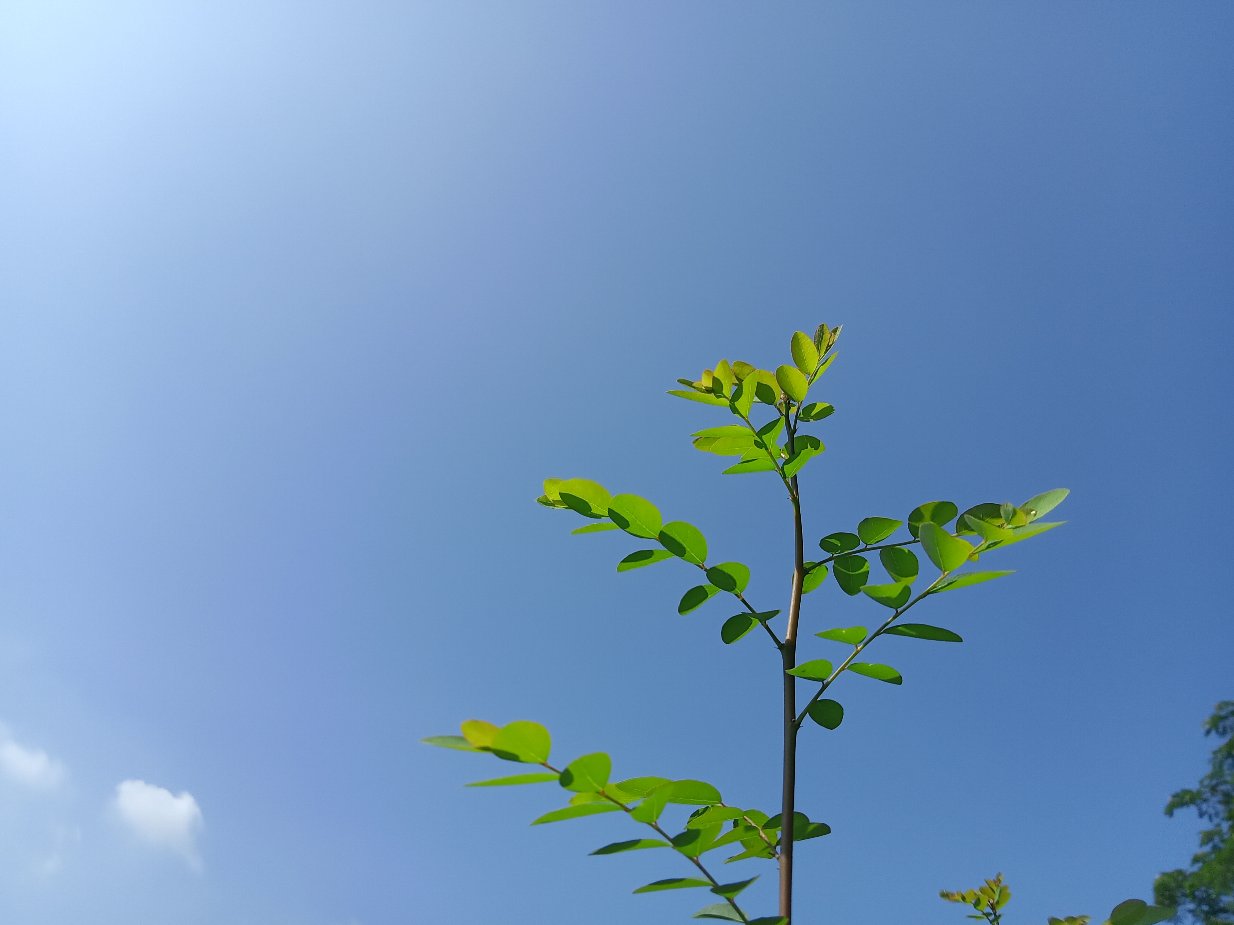 A close-up of a green plant with small, vibrant leaves reaching towards a clear blue sky, with a few scattered clouds in the background.