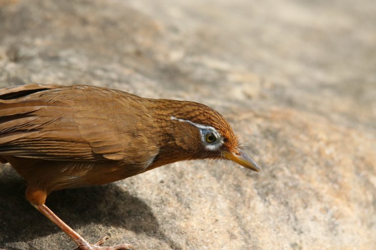 Close-up of a reddish-brown bird with a white eye stripe and orange-yellow bill standing on a light rock.
