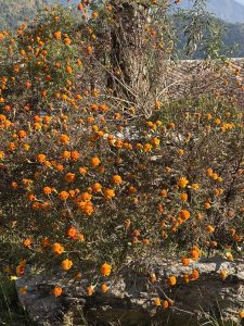 A vibrant display of orange marigold flowers blooms abundantly among green foliage, with a rocky surface visible in the foreground.