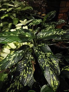 A cluster of glossy dark green leaves dotted with bright yellow-green spots, photographed at the Malabar Botanical Garden, Kozhikode. The natural patterns give the plant a unique look. 
