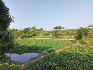 A heart-shaped water body inside a lowland and a train passing through the other side of a grassy field at Kawtoli, Brahmanbaria District, Bangladesh.