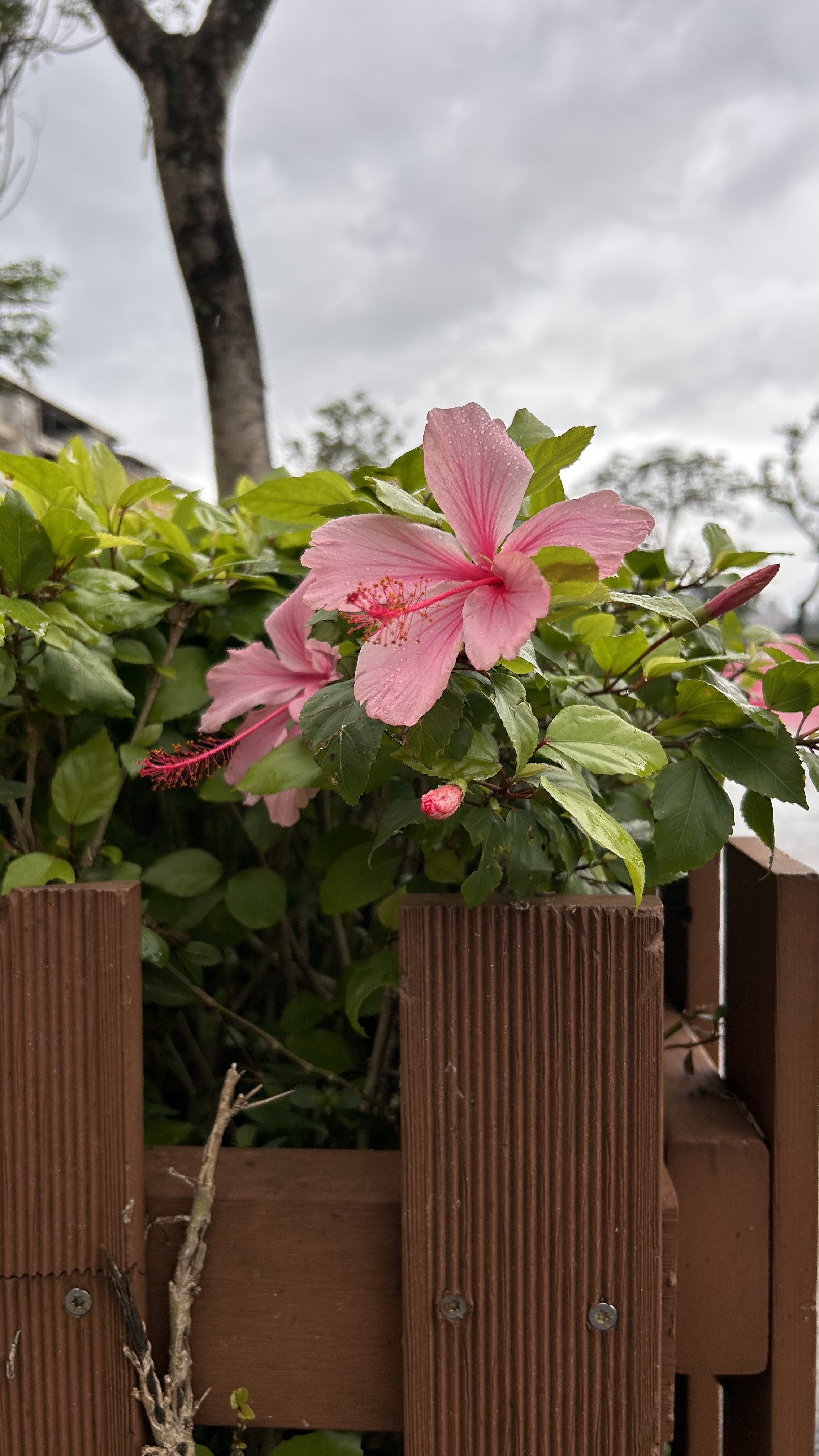 A close-up view of a pink hibiscus flower surrounded by green leaves, with a wooden fence in the foreground.
