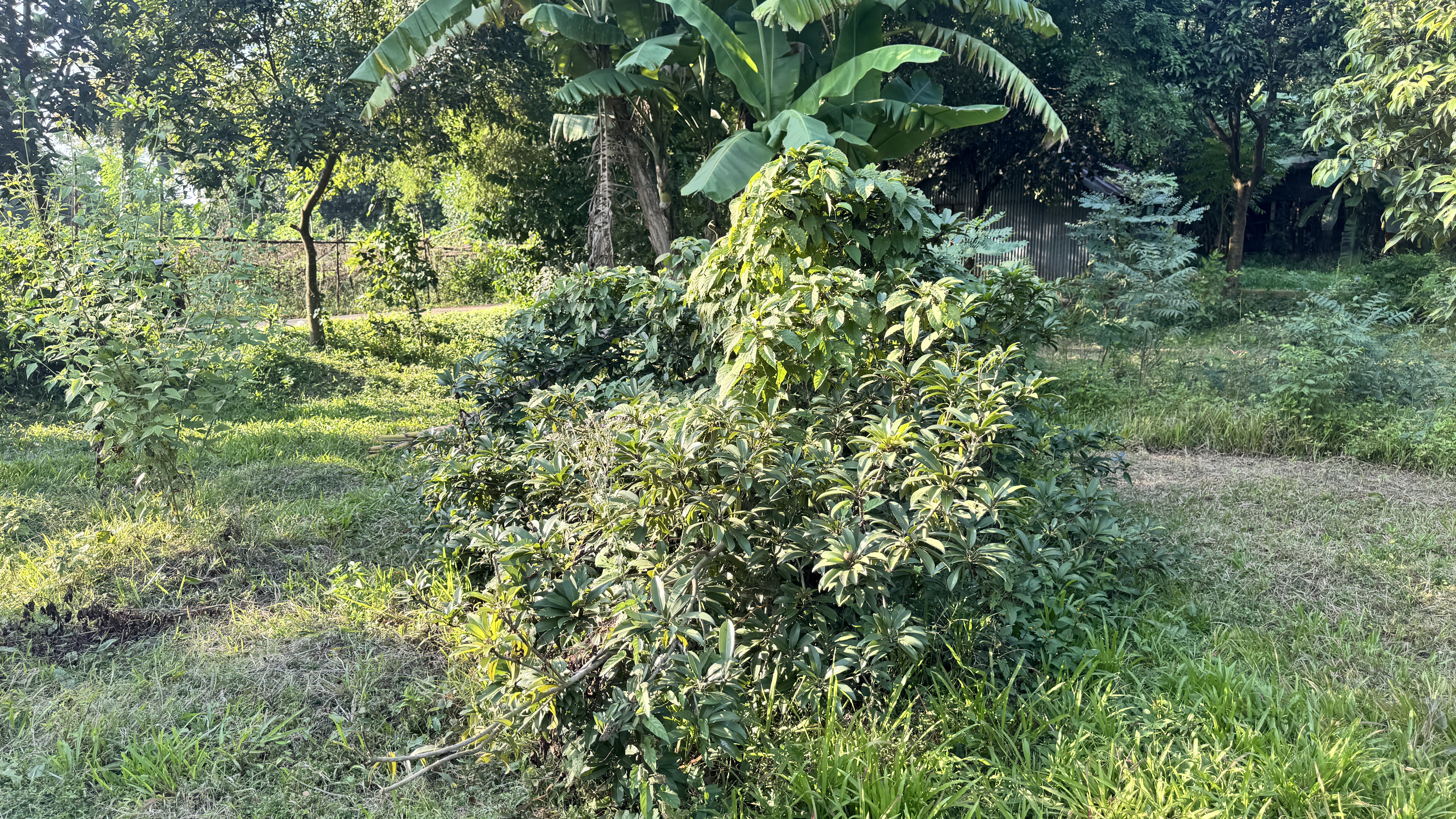 A lush garden scene featuring various green plants and shrubs. In the background, there is a tall banana tree and a mix of other foliage, creating a dense and vibrant natural environment.