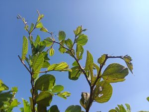 A close-up view of green leaves on a branch against a clear blue sky, with the sunlight illuminating the leaves and highlighting their textures.