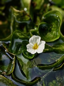 A delicate white flower with a yellow center, likely Ottelia alismoides (duck lettuce), blooms on the water surface, surrounded by glossy green leaves at the Malabar Botanical Garden, Kozhikode. 