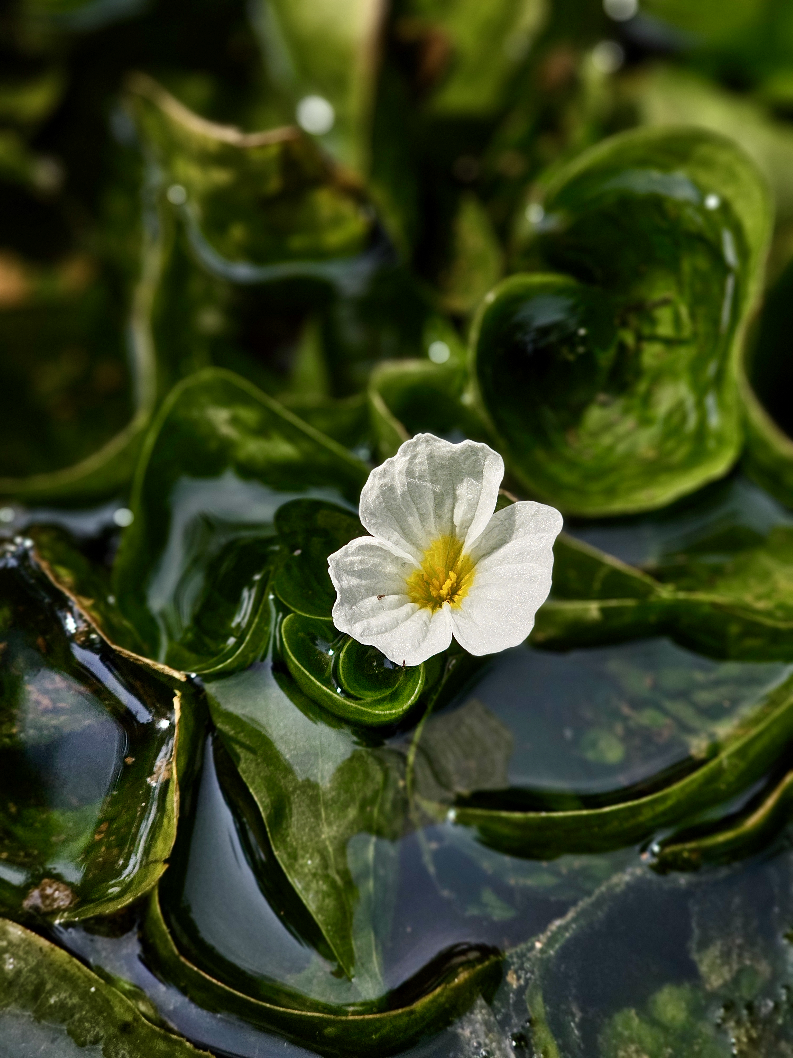 A delicate white flower with a yellow center, likely Ottelia alismoides (duck lettuce), blooms on the water surface, surrounded by glossy green leaves at the Malabar Botanical Garden, Kozhikode.