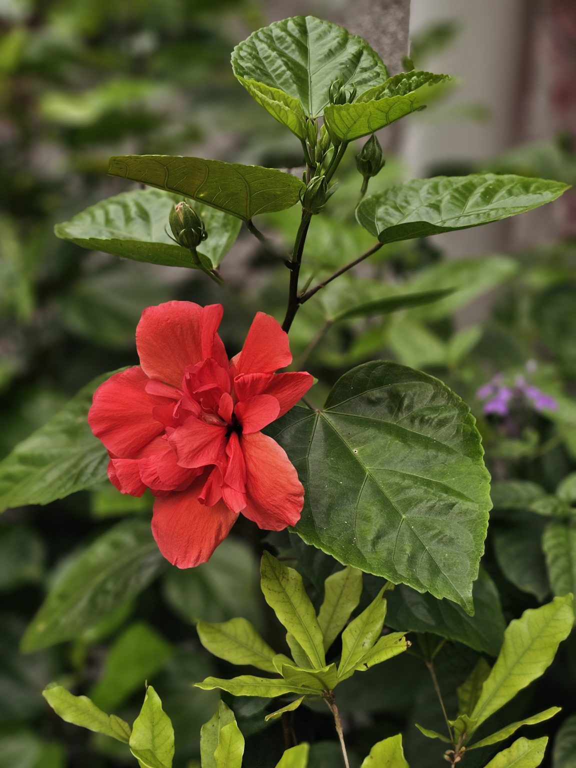 A bright red hibiscus flower blooms among green leaves. The rich colors and sharp details make the flower stand out clearly. Captured from Perumanna, Kozhikode.