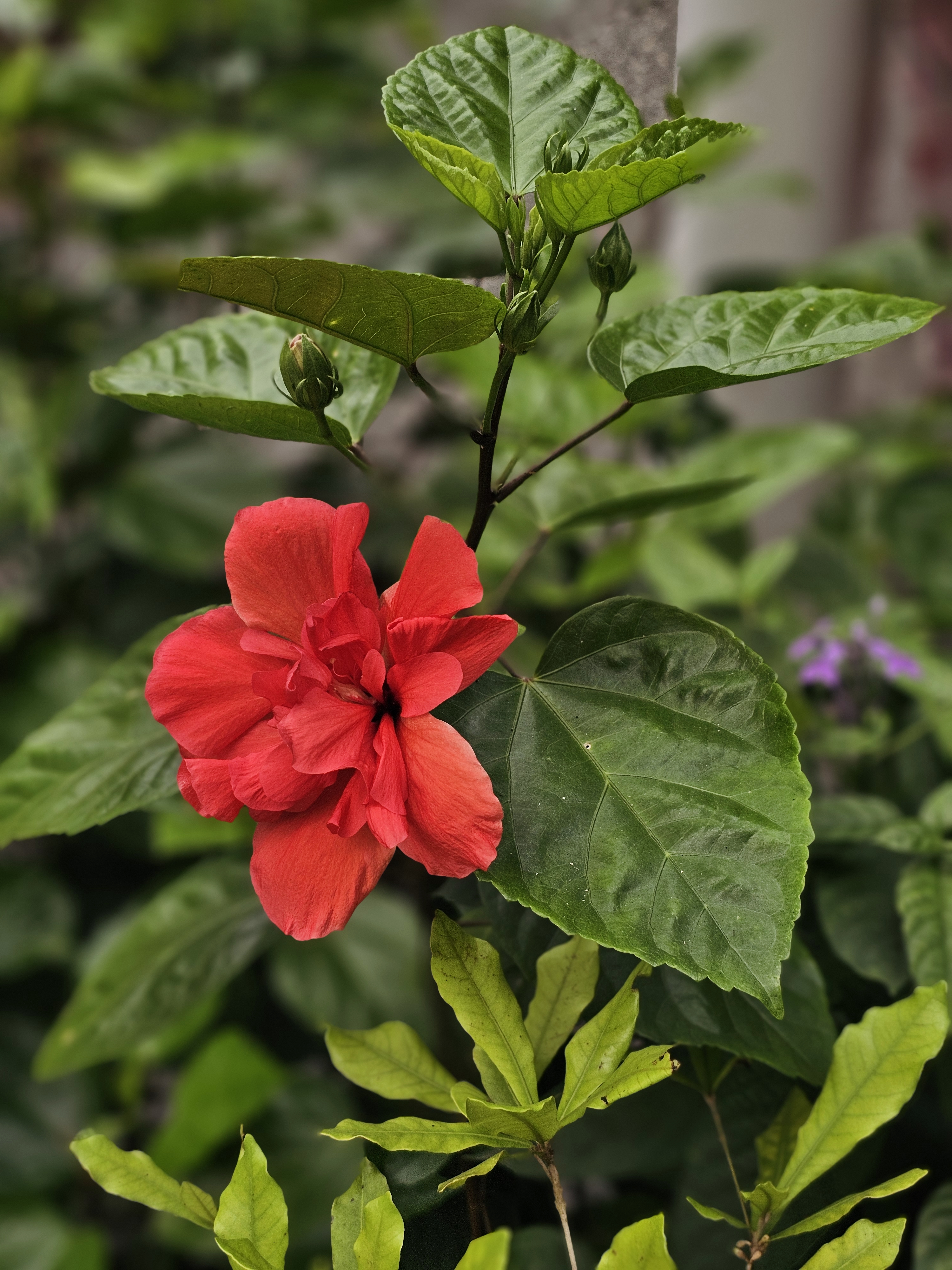 A bright red hibiscus flower blooms among green leaves. The rich colors and sharp details make the flower stand out clearly. Captured from Perumanna, Kozhikode.