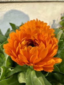 A flower rising above its leaves lightened by the early morning sun rise...