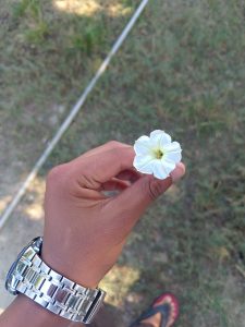 A hand holding a white flower with five petals, set against a background of green grass