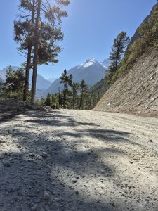 A gravel road surrounded by tall pine trees, leading toward snow-capped mountains under a clear blue sky.