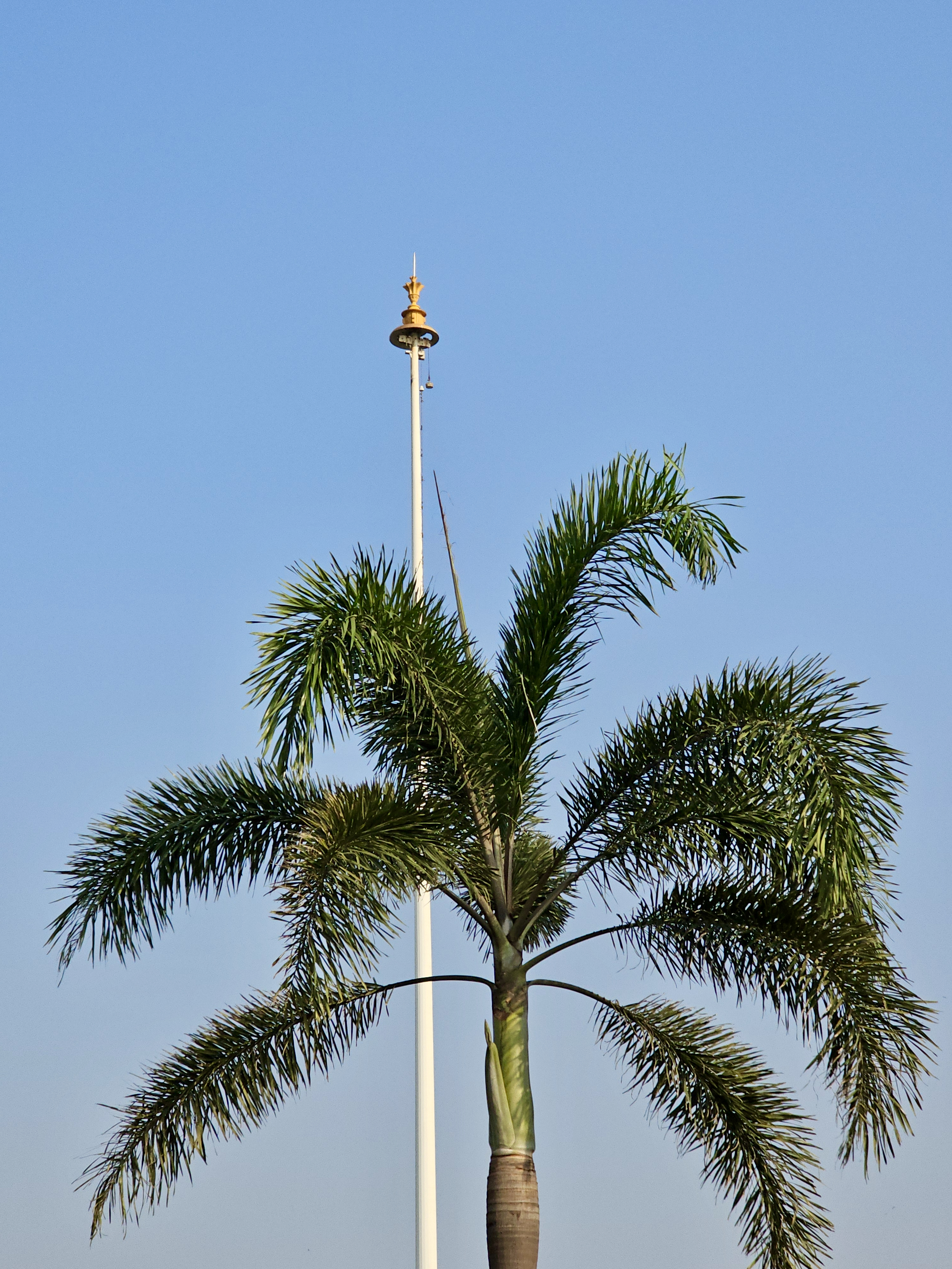 A tall flagpole rising behind a green palm tree against a clear blue sky in Bandra West, Mumbai, Maharashtra.