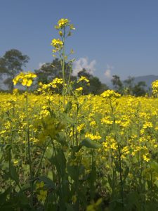 Mustard field in full bloom in the Terai region of Nepal, with a background of a few green trees and a blue sky.