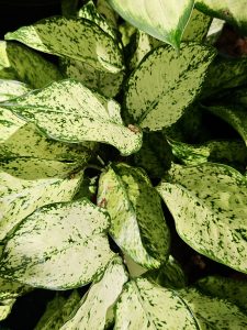 Light green leaves with dark speckles growing close together in the Malabar Botanical Garden, Kozhikode. The soft colors and patterns make the plant look calm and refreshing. 