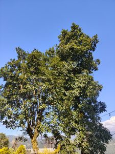 A tall tree with dense green foliage rises against a clear blue sky. 