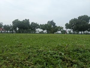 A wide, well-maintained green field leading up to a neat row of trees and a distant figure walking