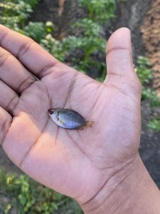 A tiny iridescent blue fish resting in a hand over green foliage.