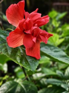 A vibrant red hibiscus flower blooms brightly among green leaves in Perumanna, Kozhikode. The rich red petals stand out beautifully in the sunlight. 