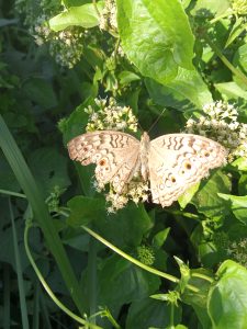 A butterfly on the green leaves at Kawtoli, Brahmanbaria, Bangladesh