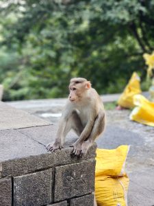 A monkey sits on a stone wall, looking sideways with a calm and curious expression. Green trees and yellow bags appear in the background. Photographed in Mumbai, Maharashtra. 