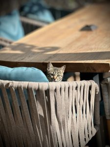 The cat on the Chair!! Antalya. 