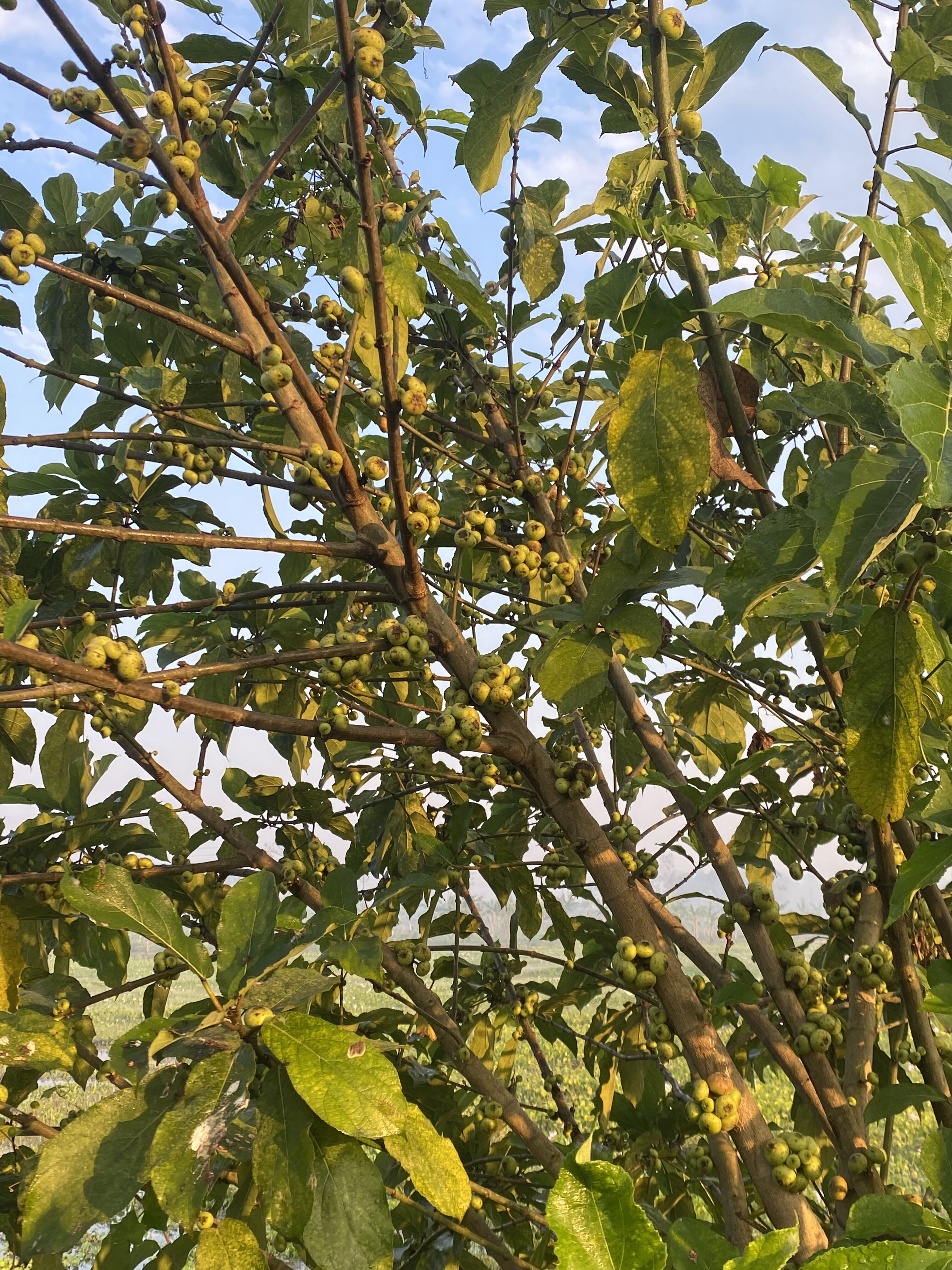 A tree heavily laden with clusters of small green berries, surrounded by lush, leafy branches. The background shows a clear blue sky.