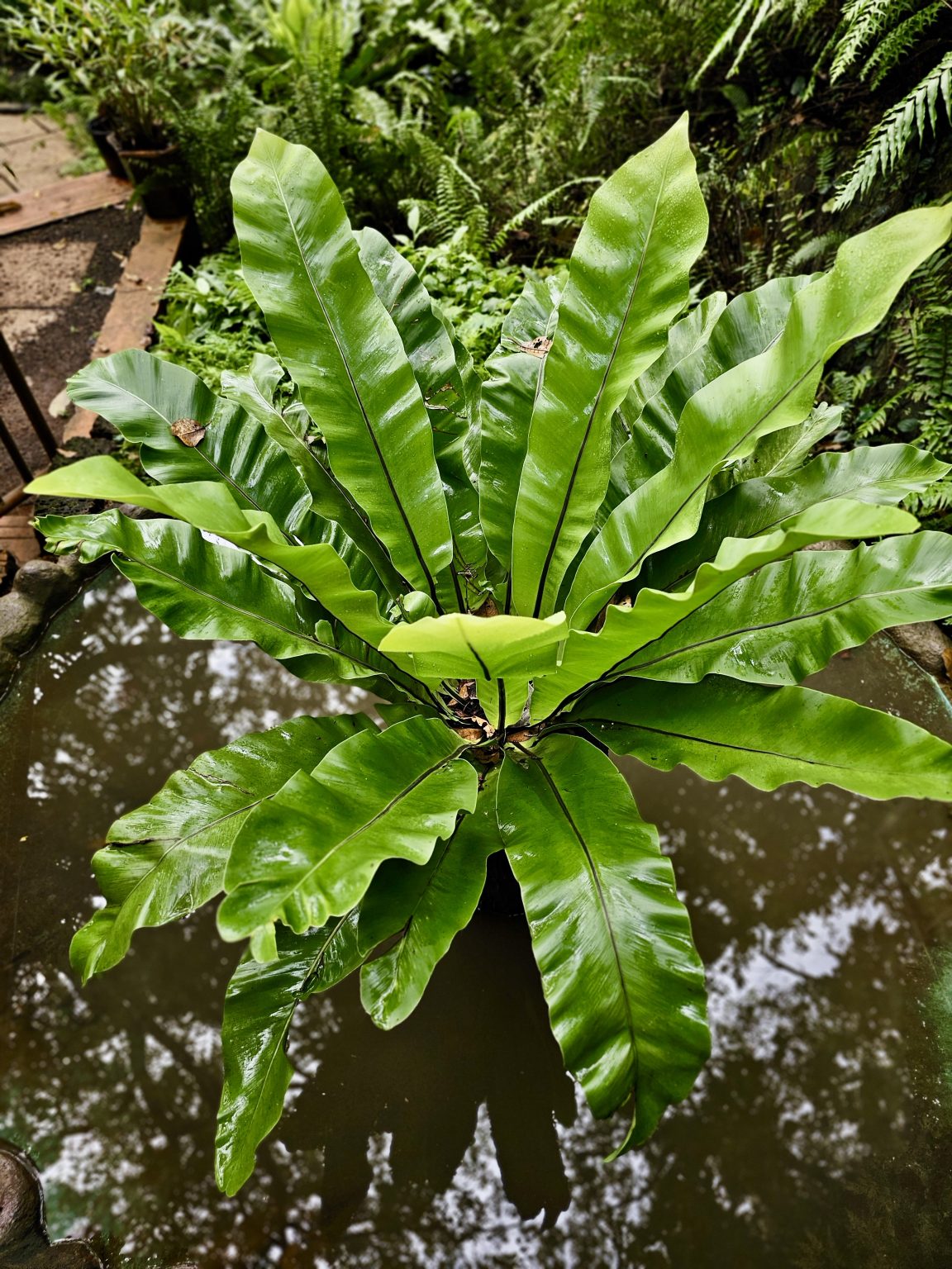 A vibrant green bird's nest fern (Asplenium nidus) with large, glossy fronds grows in a rosette above a water feature. The leaves taper towards the tips.