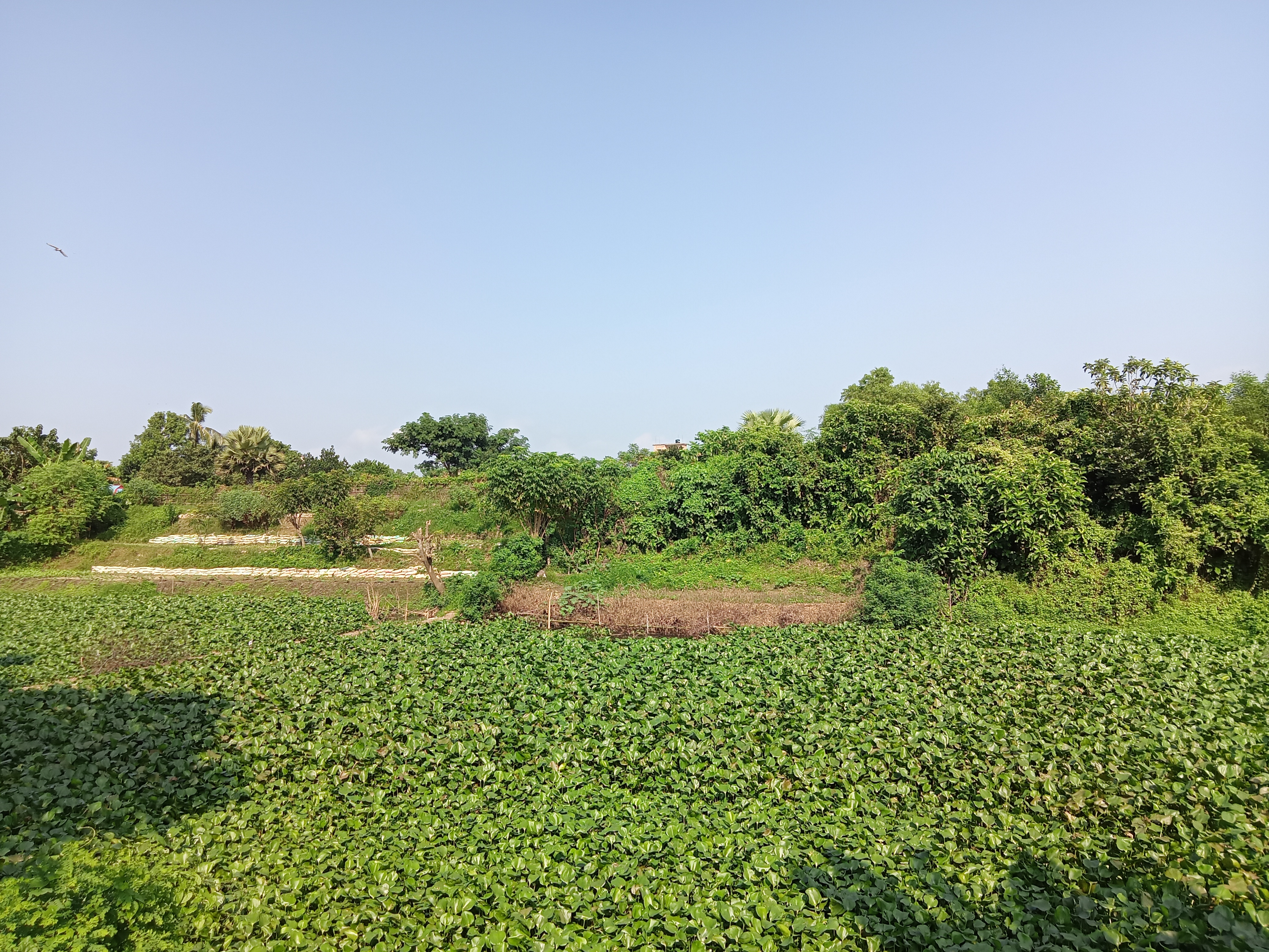 A lush green landscape with dense vegetation, featuring thick patches of water plants in the foreground.