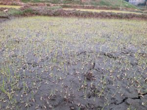 Young green rice shoots sprout from muddy, flooded soil in a lush paddy field in Harbaid, Gazipur.