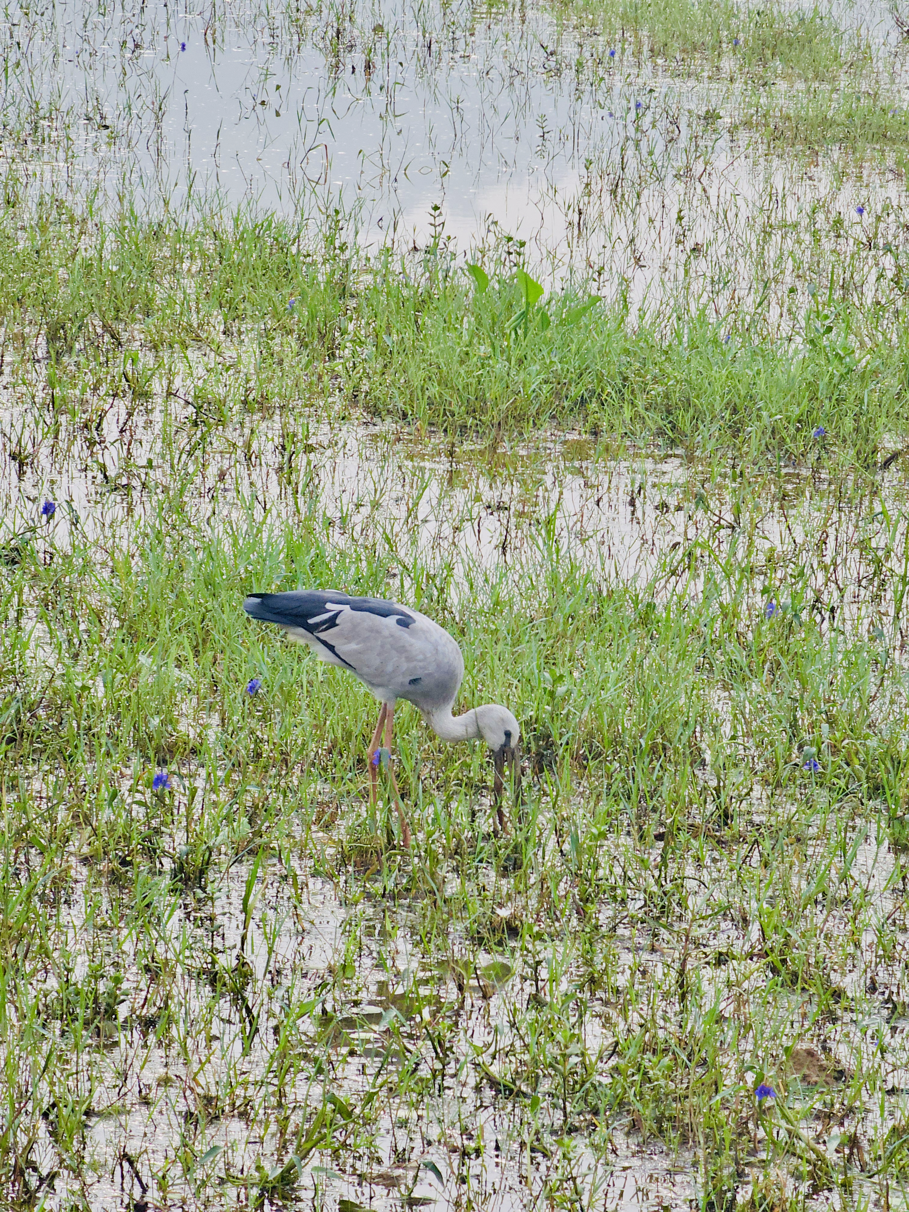 An Asian Openbill stork is feeding in a shallow wetland filled with green grass and tiny flowers. Captured in Vazhakkad, Malappuram. 