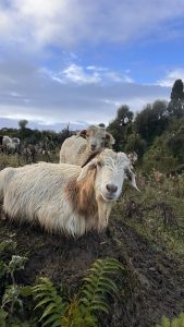 A group of goats in a grassy field, with one goat resting in the foreground and another standing behind it.