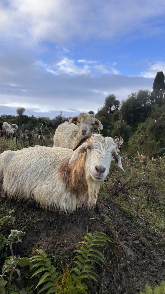A group of goats in a grassy field, with one goat resting in the foreground and another standing behind it.