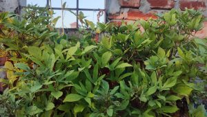 A horizontal close-up of a dense cluster of green leafy plants, possibly grown in a container on a rooftop or balcony. The plants have lobed leaves, and the background shows a red brick wall and a faint view of the sky.