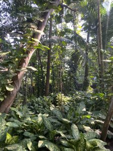 A dense tropical jungle with tall trees, abundant green foliage, and large speckled leaves in the foreground, dappled with sunlight filtering through the canopy.