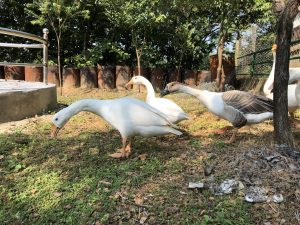 A group of ducks forage on the grass, with a concrete platform and trees in the background.