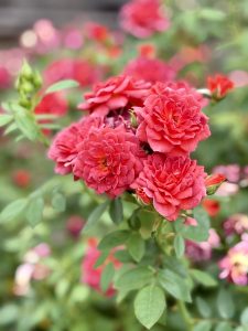 Bright red roses in full bloom at the International Rose Test Garden, Portland. Fresh petals and soft background colors make the flowers stand out beautifully.
