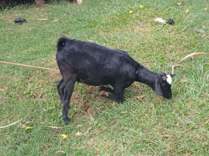 A small black goat with a white patch on its forehead is grazing on lush green grass.