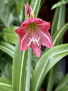 A pink lily flower in full bloom with striped petals and visible stamens, set against green foliage, captured in natural light from a home garden in Perumanna, Kozhikode, Kerala. 