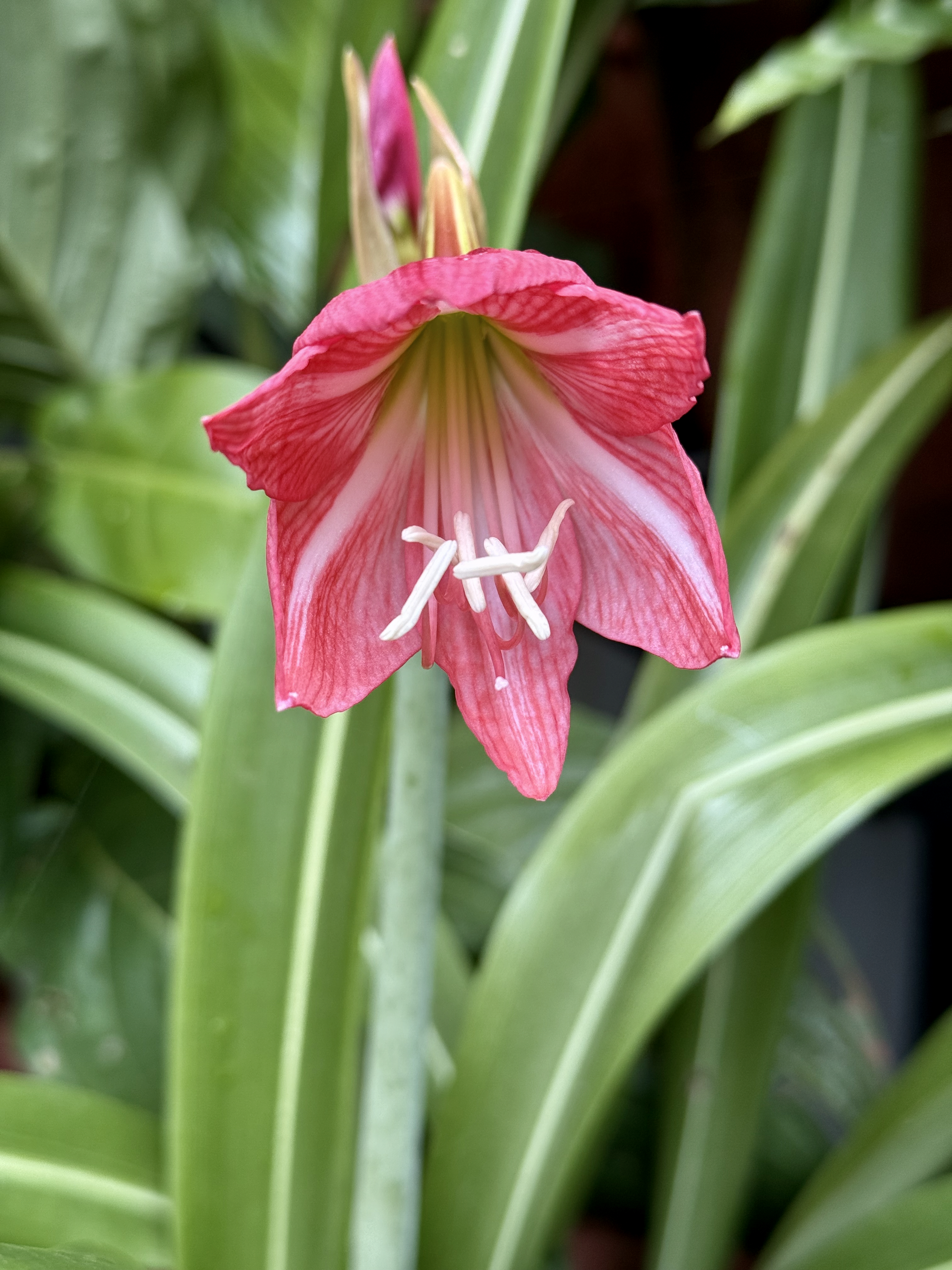 A pink lily flower in full bloom with striped petals and visible stamens, set against green foliage, captured in natural light from a home garden in Perumanna, Kozhikode, Kerala. 