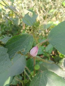 A close-up view of a flowering plant with a pink bud surrounded by green leaves.