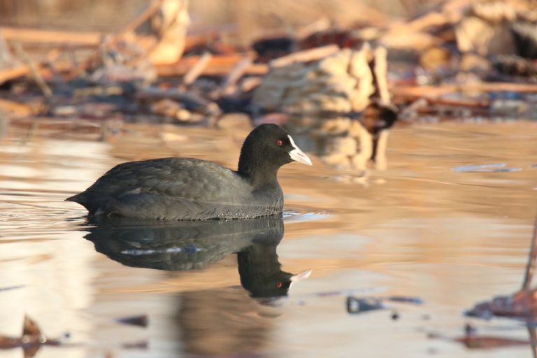 A Eurasian Coot (白骨顶) is swimming in a lake. Location: Zhangzehu Wetland Park, Changzhi city, China.