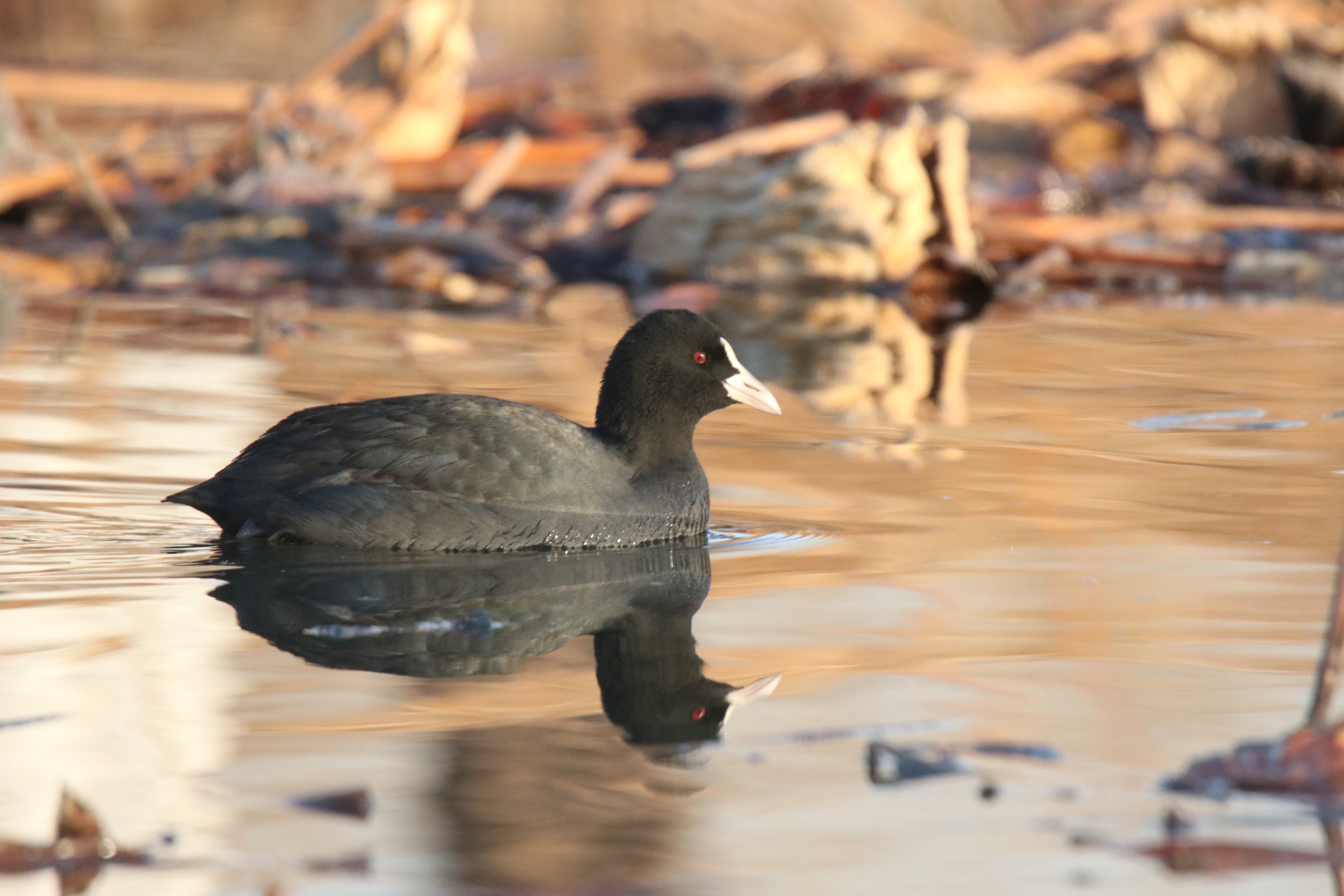 A Eurasian Coot is swimming in a lake. 