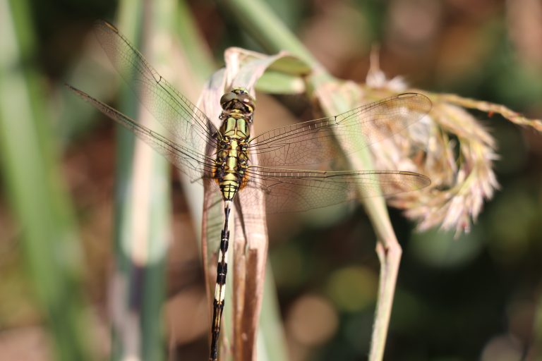 A close-up shoot of a dragonfly sitting on a grass.