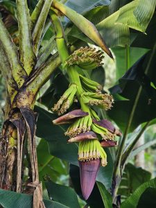 A banana plant in Ayamkulam, Mavoor, Kozhikode, shows its purple flower and small green bananas. The rich textures of the leaves and trunk capture the natural beauty of Kerala&rsquo;s home gardens. 
