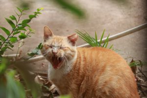 A fluffy orange cat yawning, surrounded by greenery, with its eyes squinted and mouth wide open.