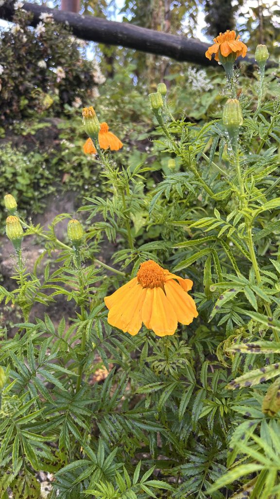 A close-up view of vibrant orange flowers with water droplets on them, surrounded by green leaves and brown branches.