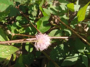 A picture focused on a light pink flower with background of green leaves and branches at Kawtoli, Brahmanbaria, Bangladesh
